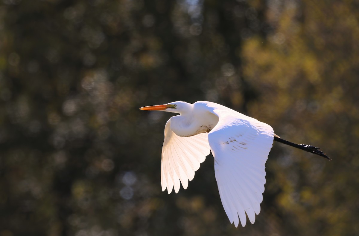 volavka bílá - ML624514460