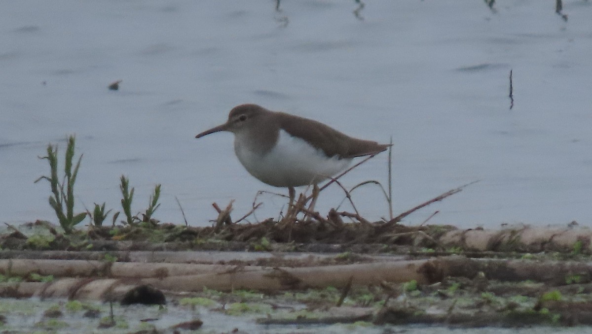 Spotted Sandpiper - ML624514471