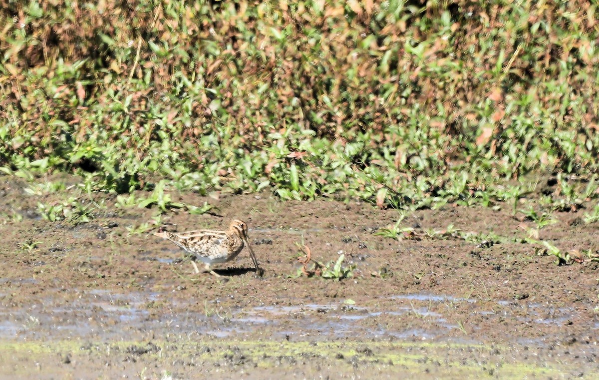 bekasina severoamerická - ML624514478