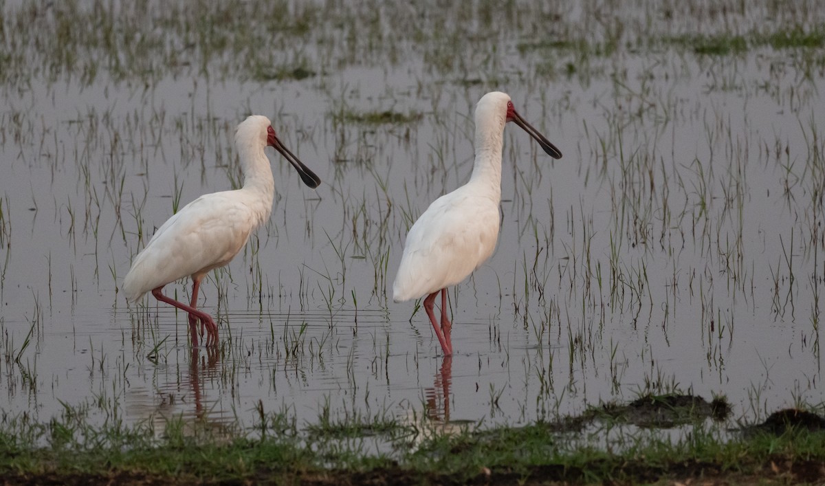 African Spoonbill - ML624514543