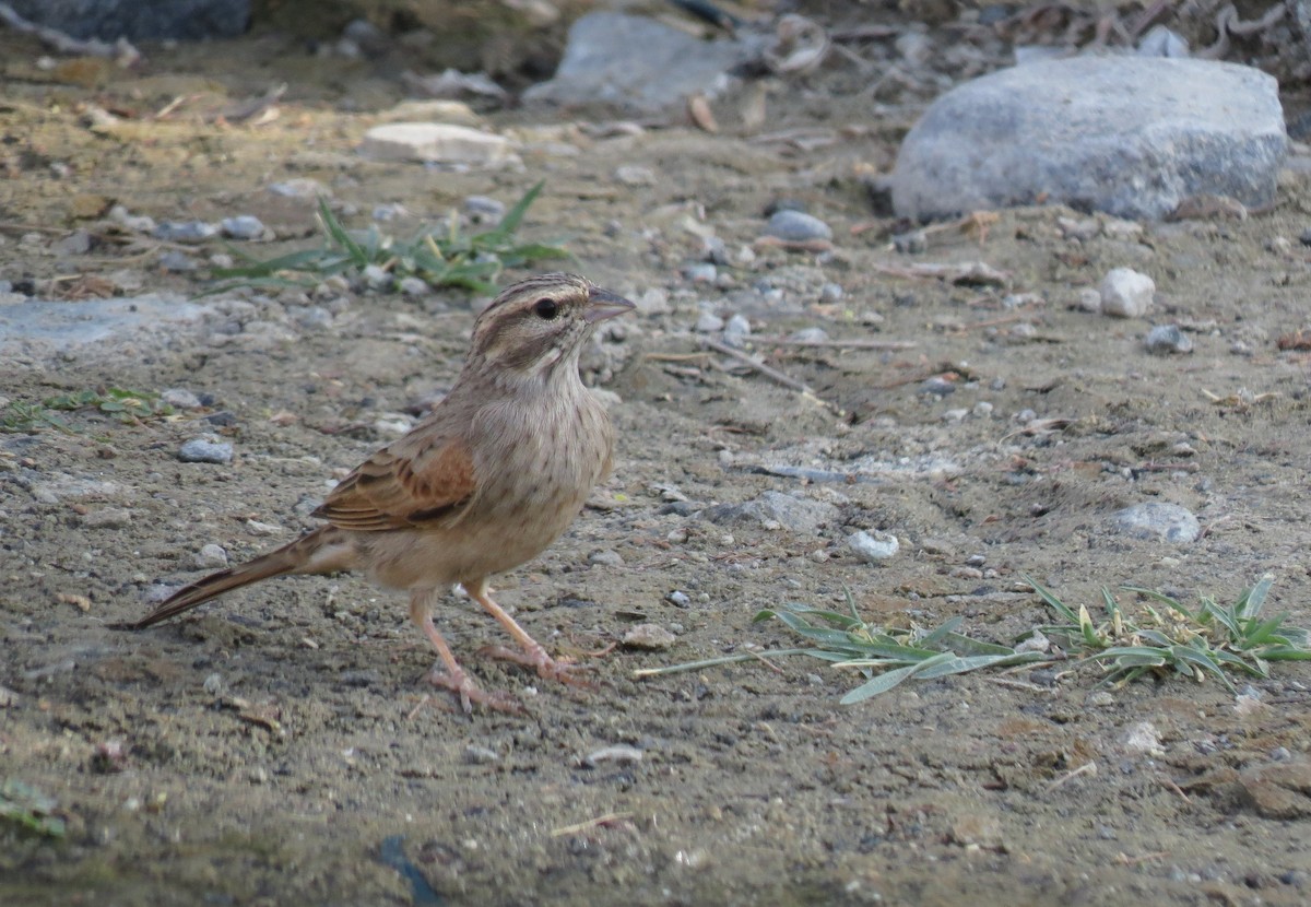 Striolated Bunting - ML624514545