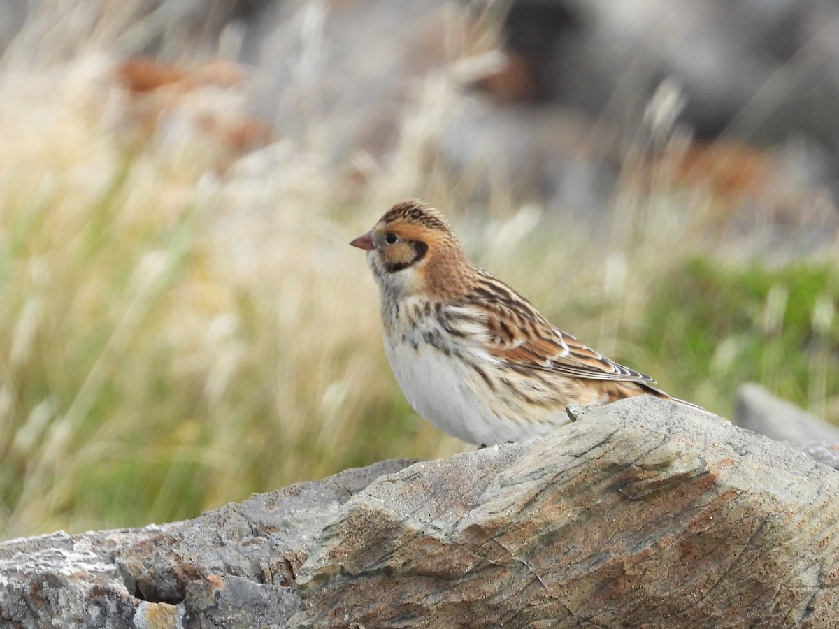 Lapland Longspur - ML624514567