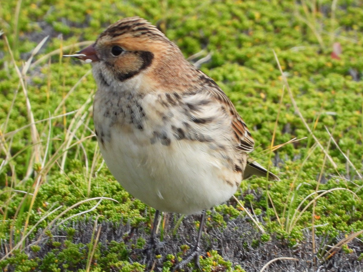 Lapland Longspur - ML624514568