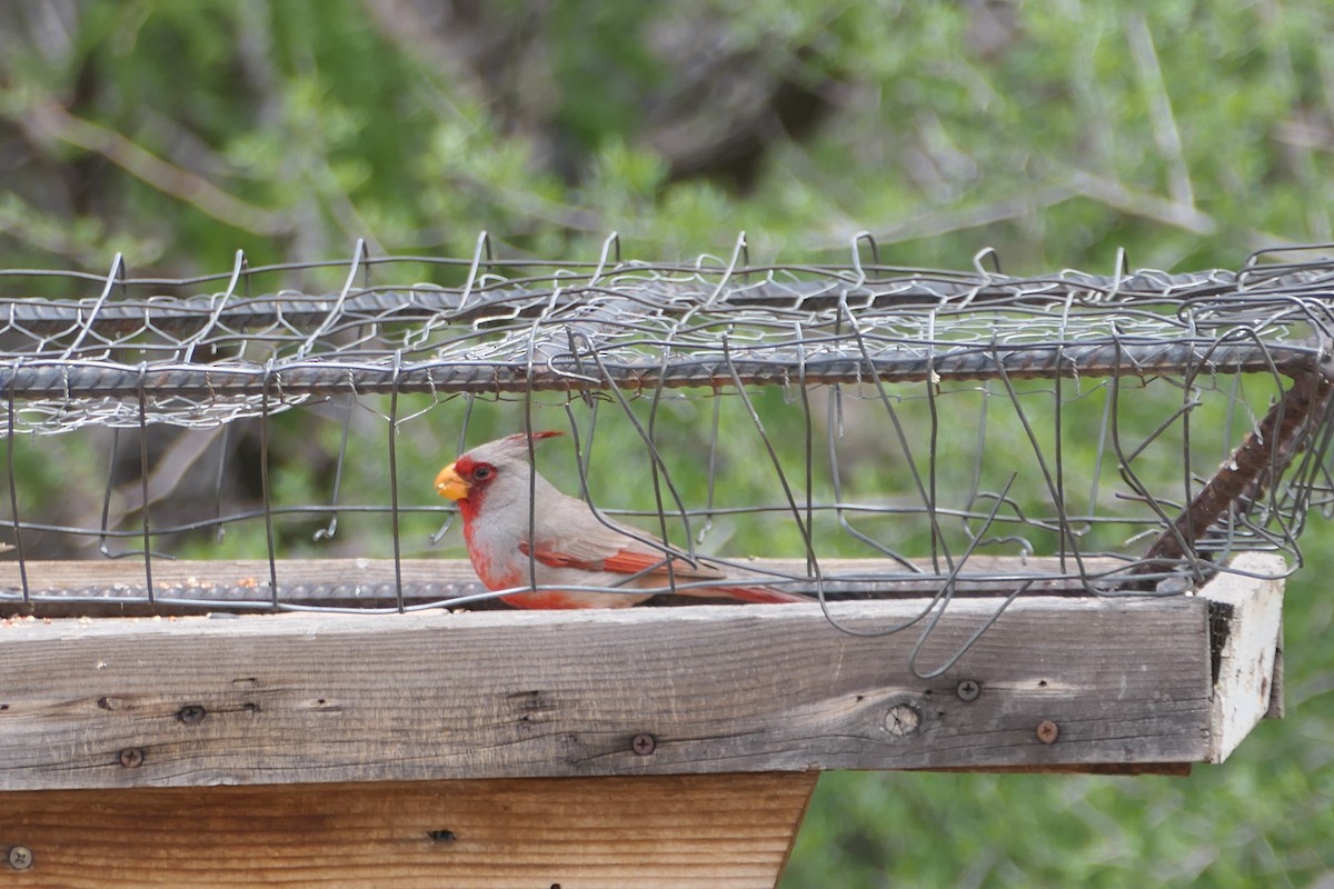 Pyrrhuloxia - ML624514569