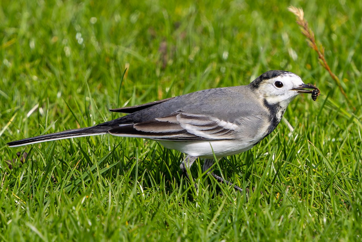 White Wagtail (British) - ML624514579