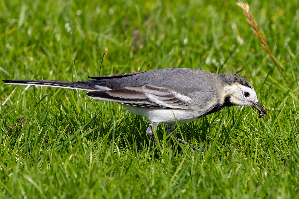 White Wagtail (British) - ML624514580