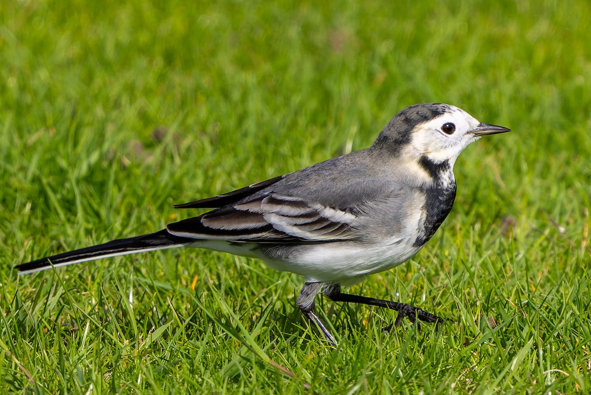 White Wagtail (British) - ML624514583