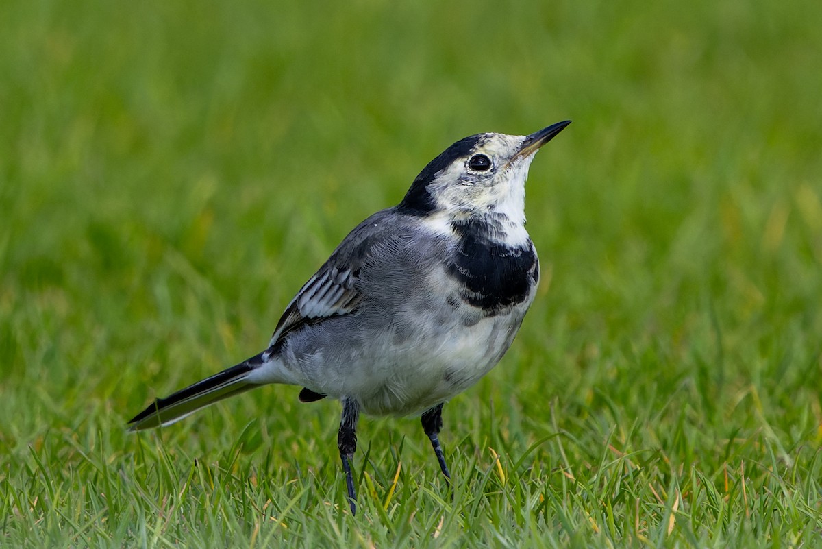 White Wagtail (British) - ML624514584