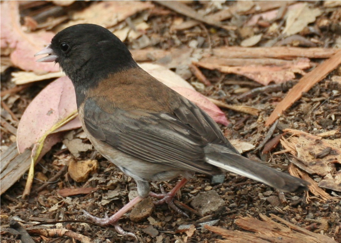 Dark-eyed Junco - ML624514585