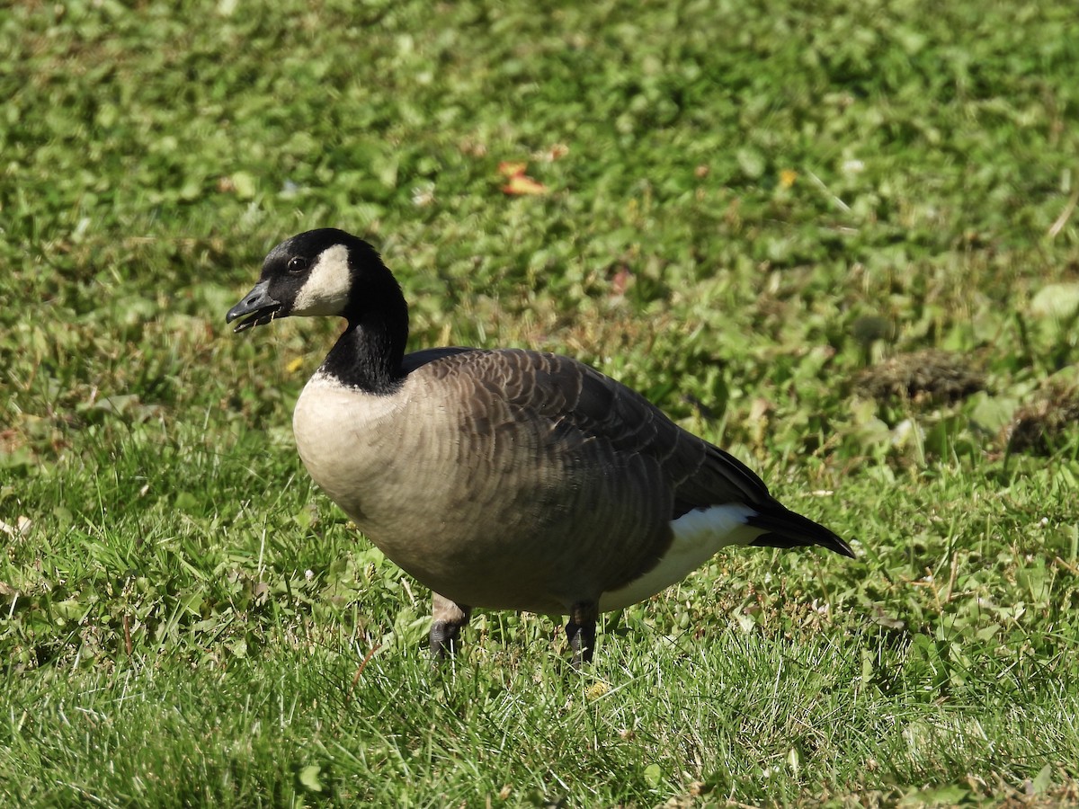 Cackling Goose (Richardson's) - ML624514587