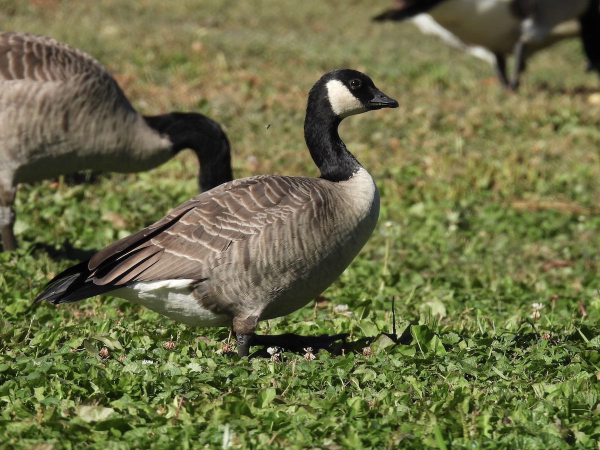 Cackling Goose (Richardson's) - Jae Flaherty