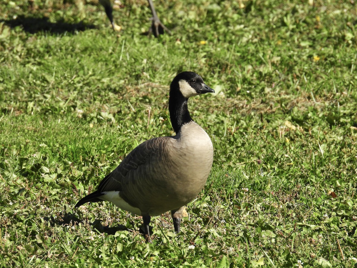 Cackling Goose (Richardson's) - ML624514591