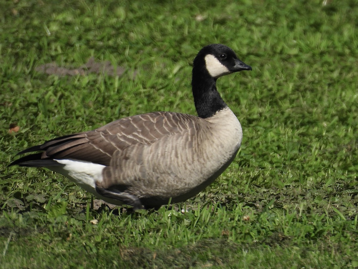 Cackling Goose (Richardson's) - ML624514592