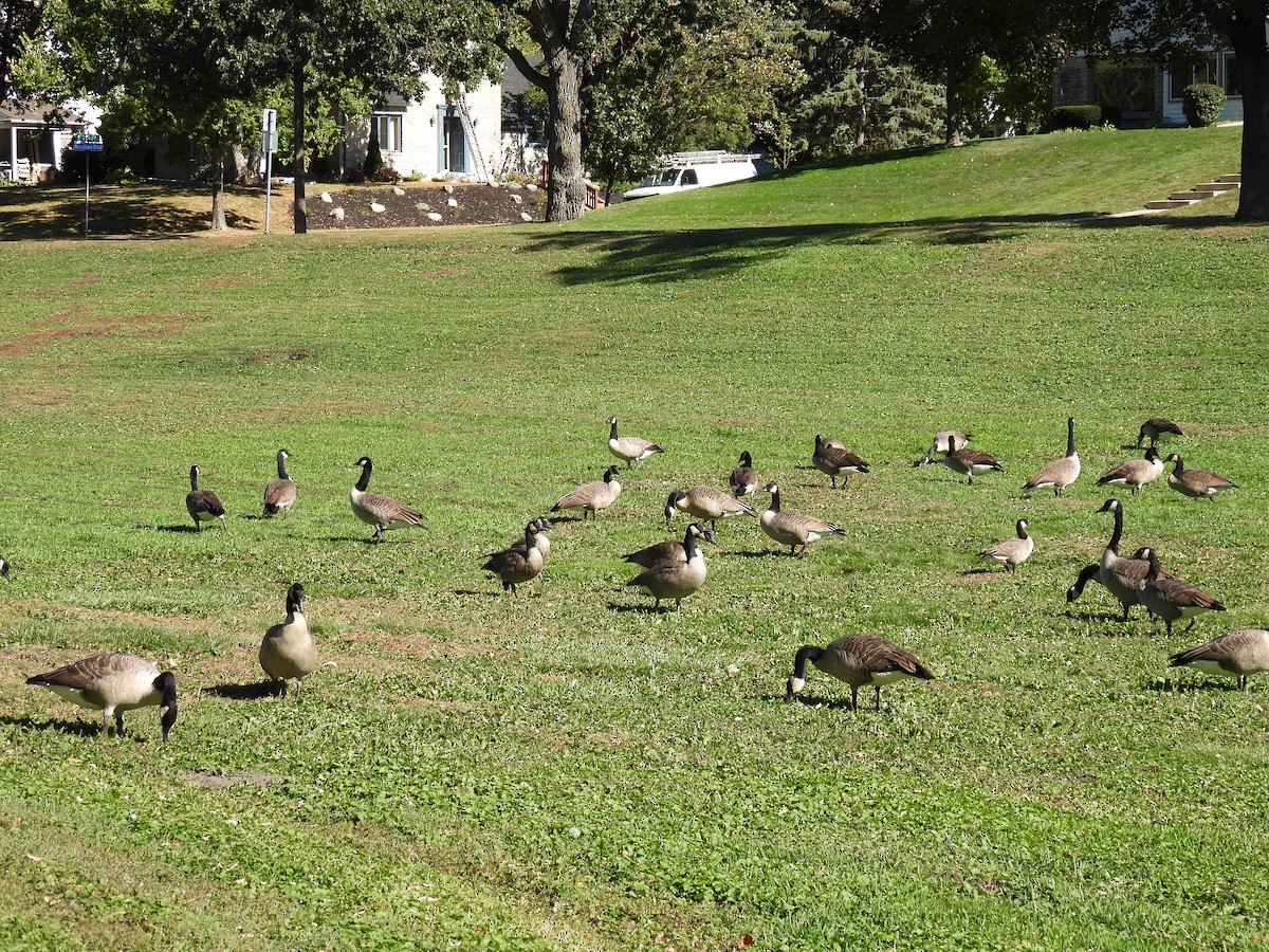 Cackling Goose (Richardson's) - ML624514593