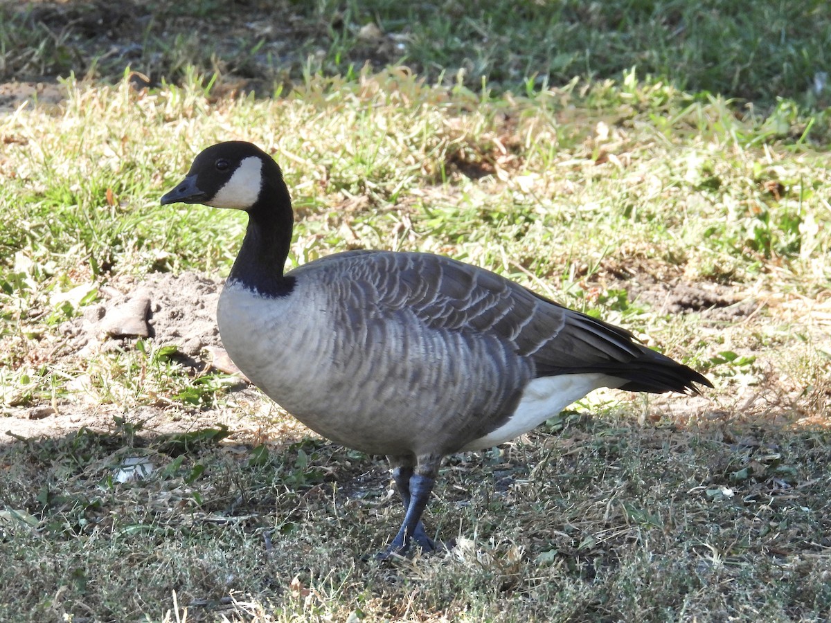 Cackling Goose (Richardson's) - ML624514595