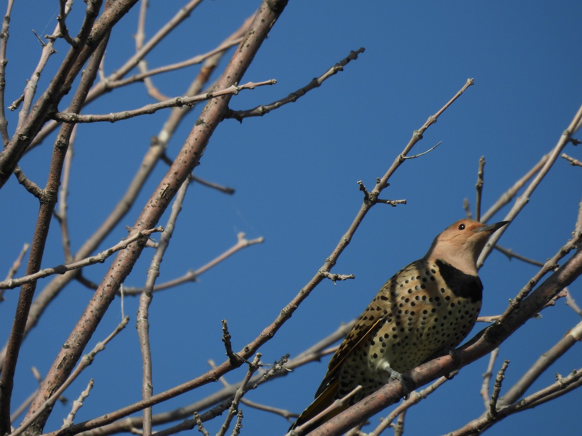 Northern Flicker (Yellow-shafted) - ML624514596