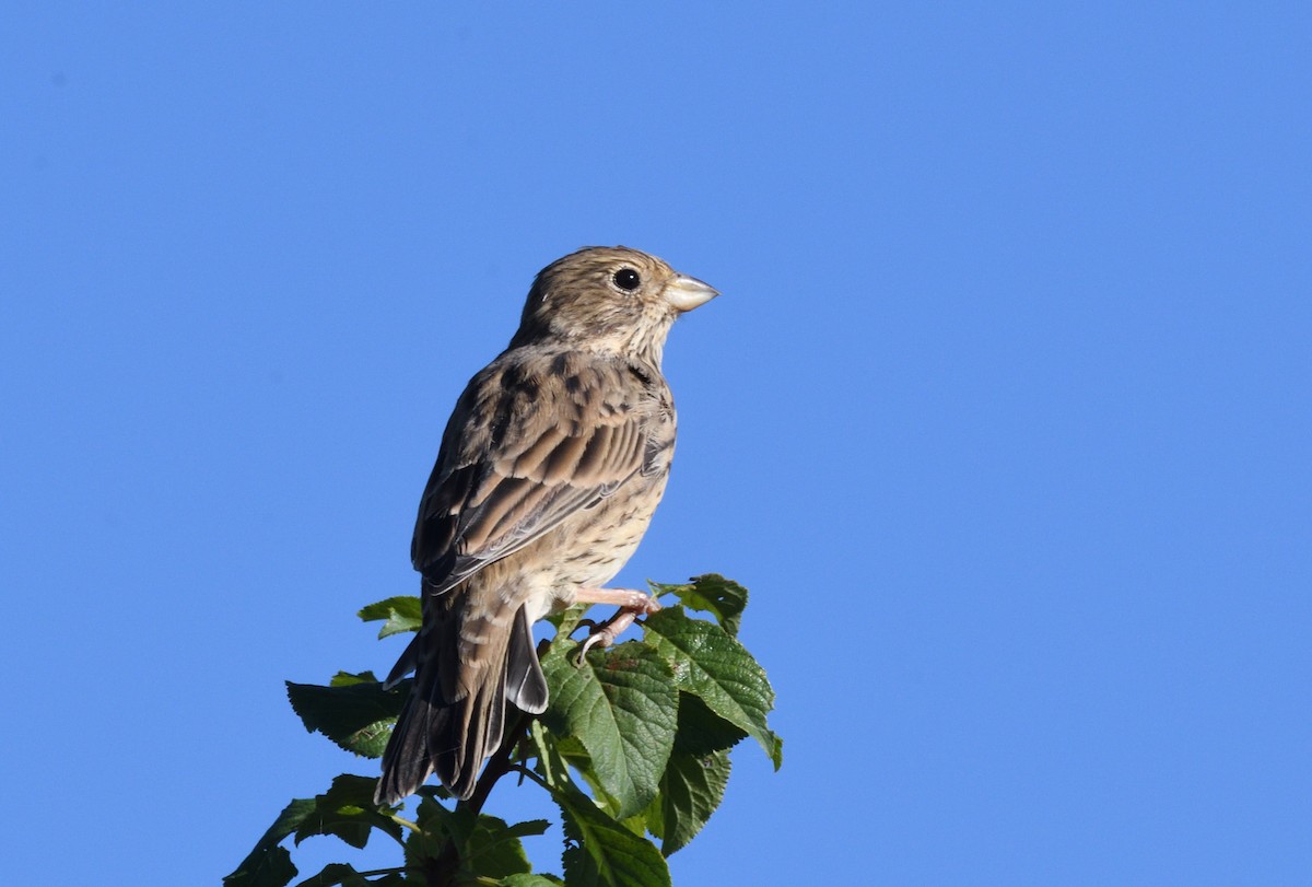 Corn Bunting - ML624514598