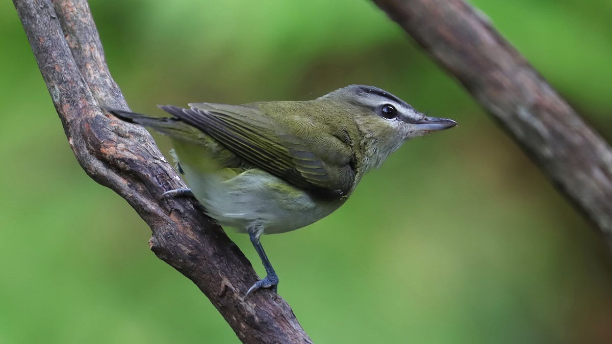 Red-eyed Vireo - ML624514599