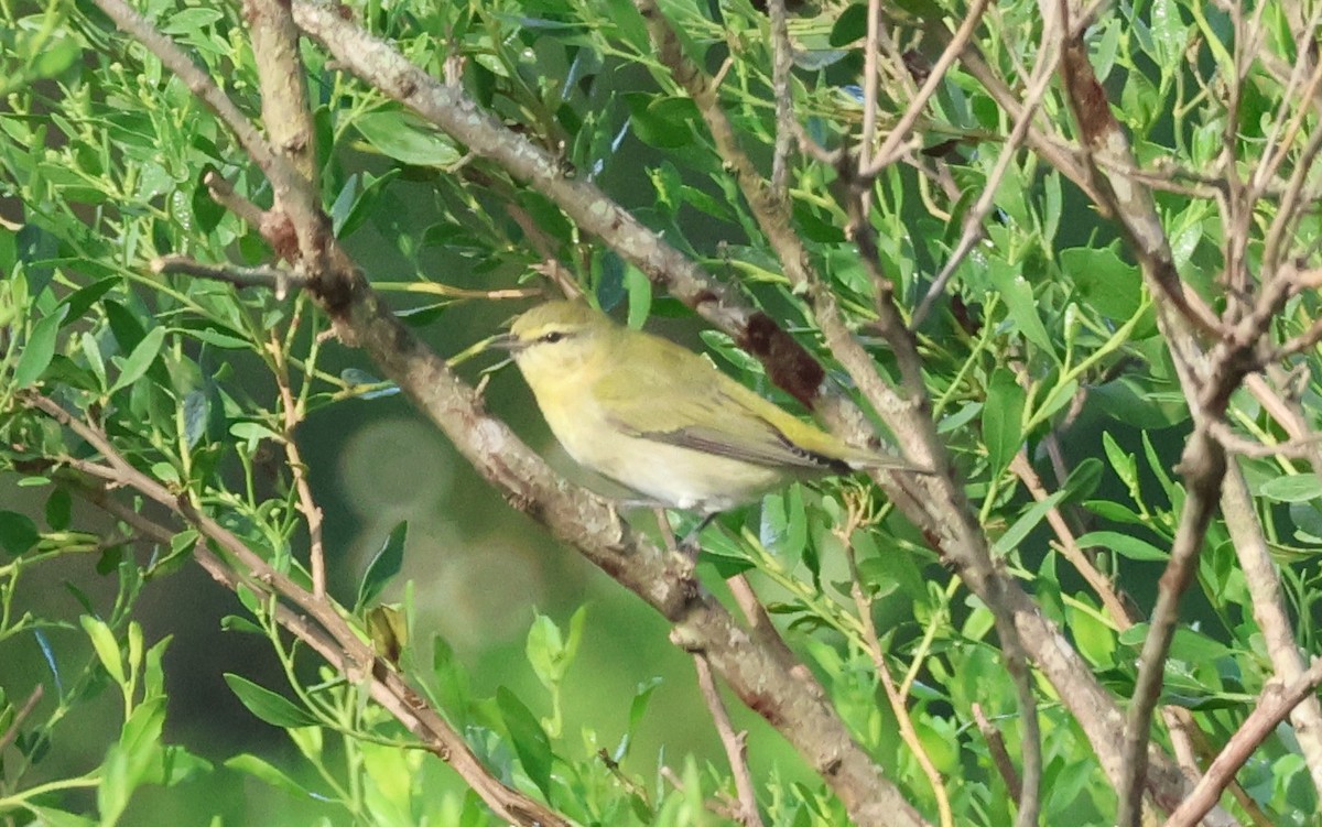 Tennessee Warbler - ML624514600