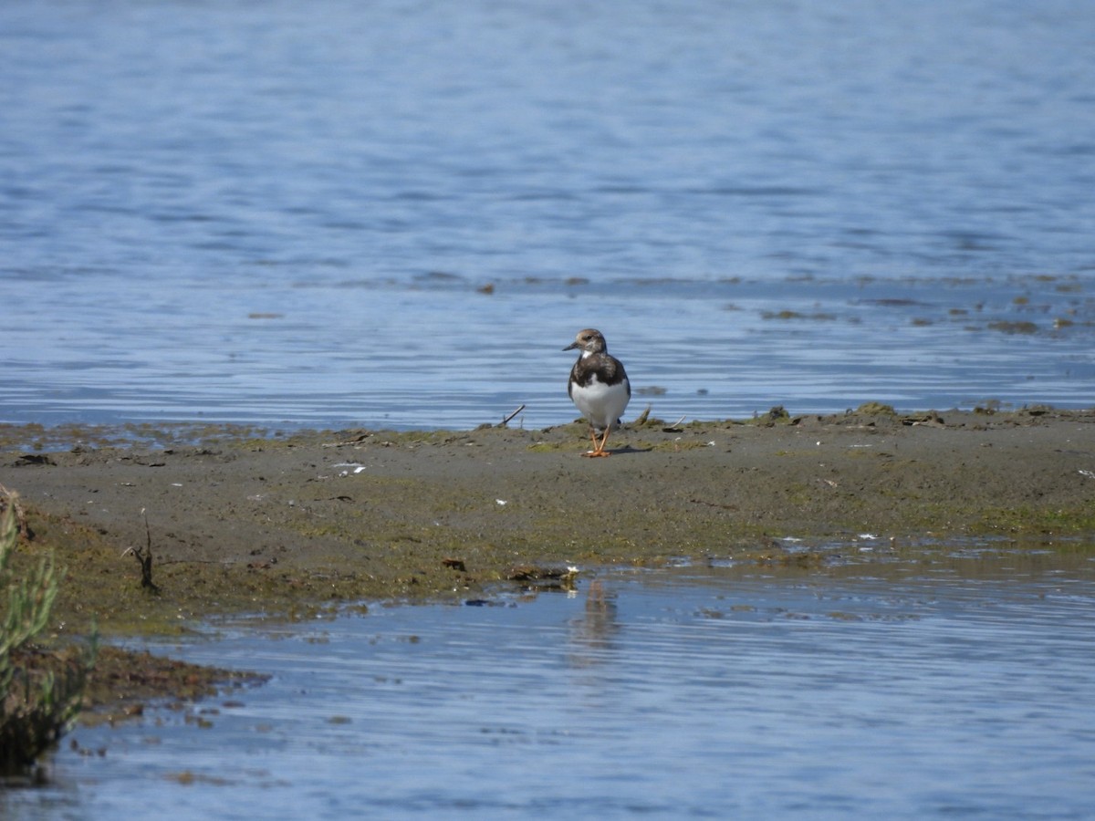 Ruddy Turnstone - ML624514601