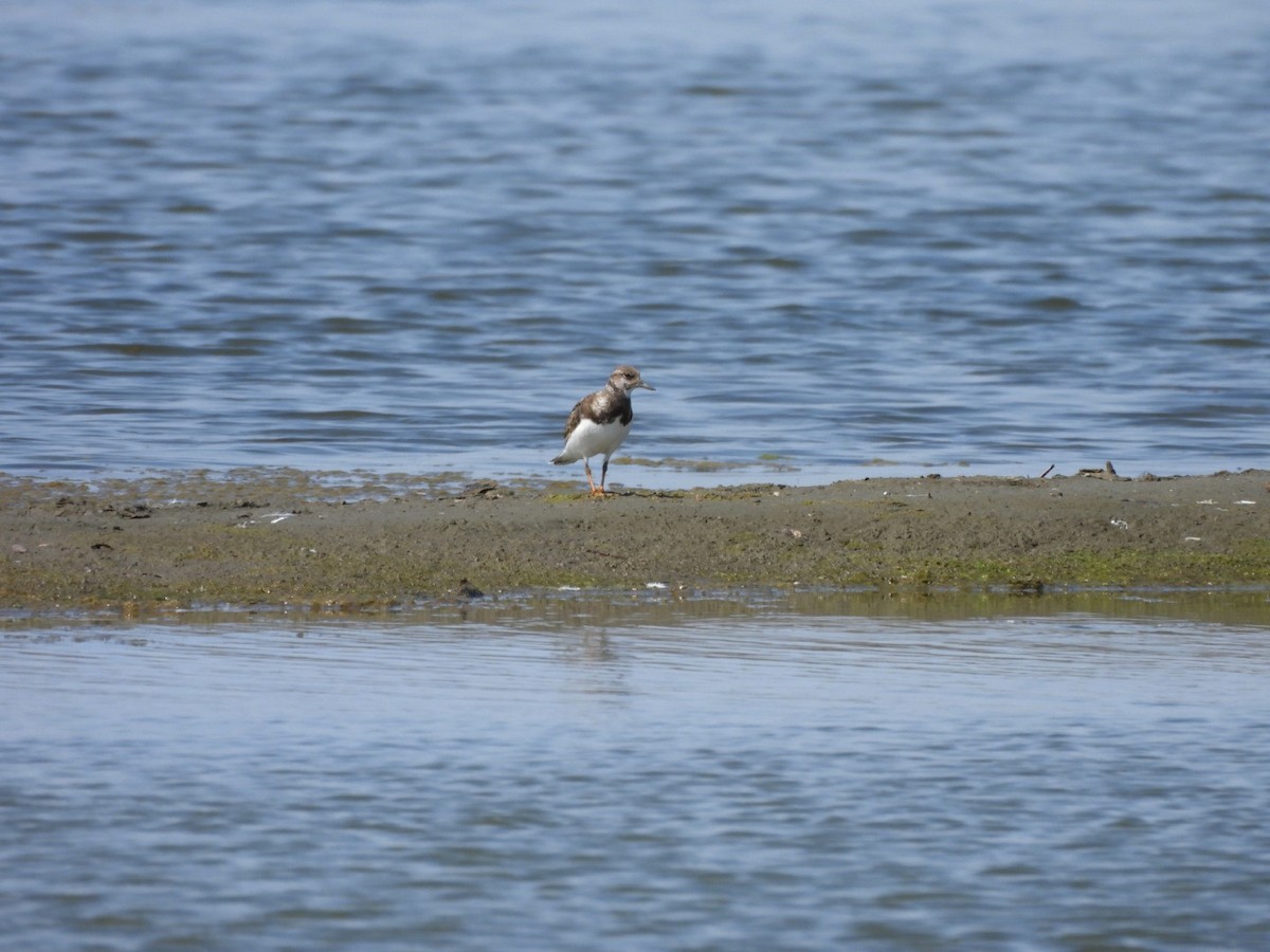 Ruddy Turnstone - ML624514602