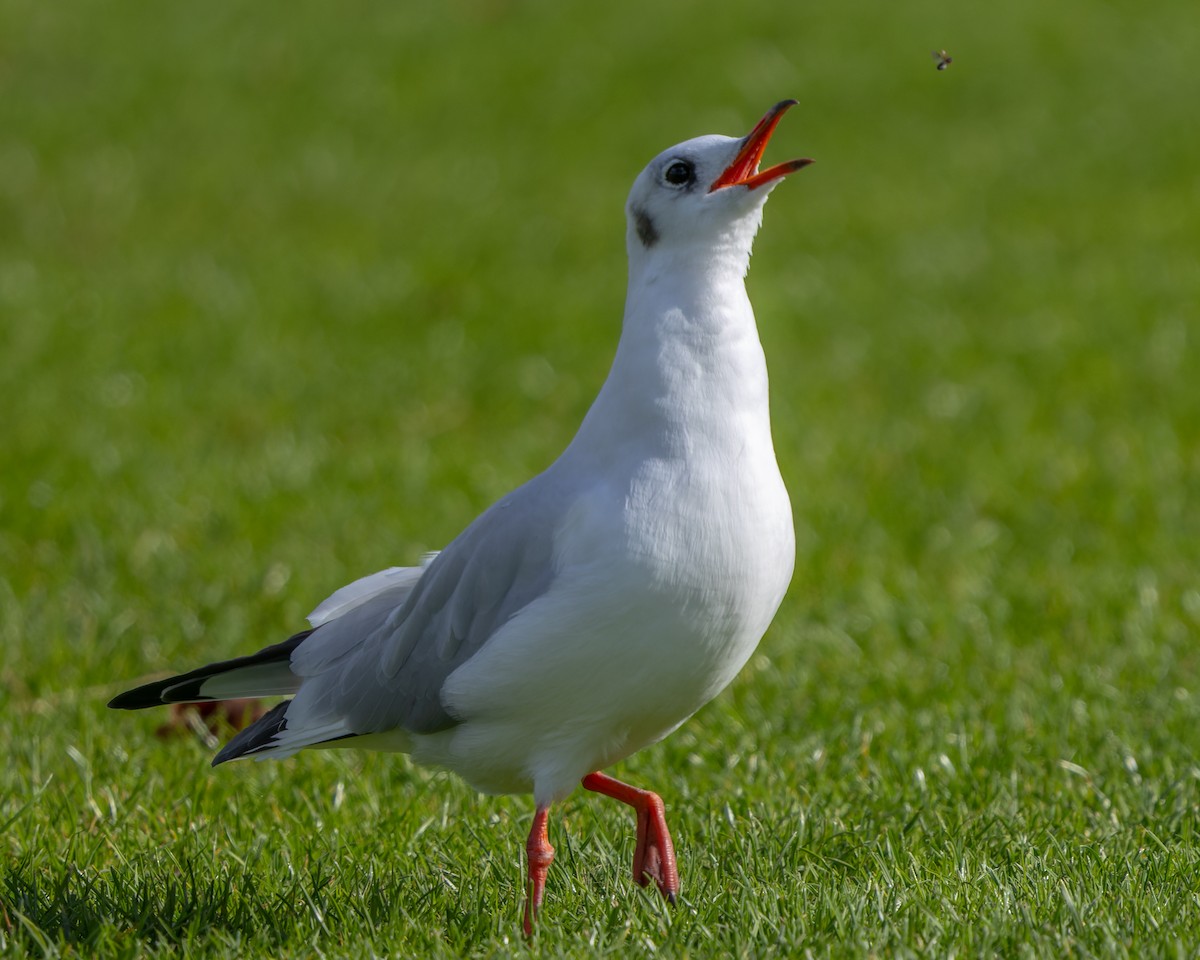 Black-headed Gull - ML624514603