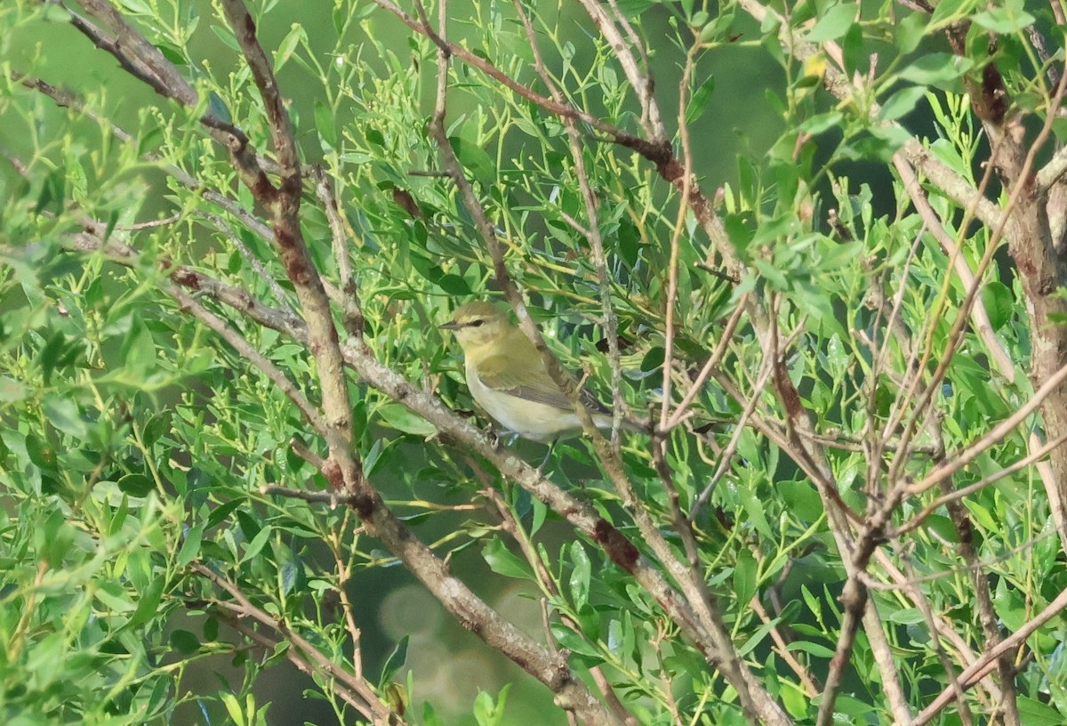 Tennessee Warbler - ML624514604