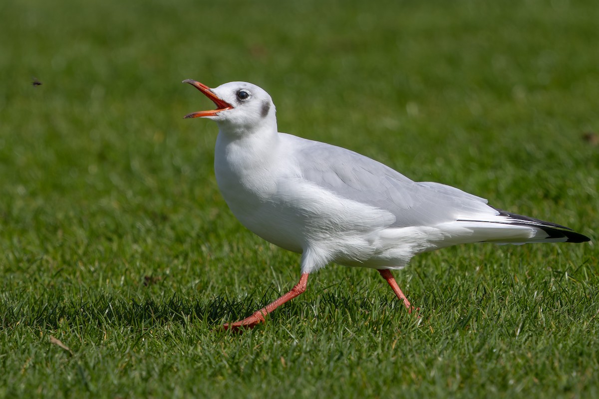 Black-headed Gull - ML624514605