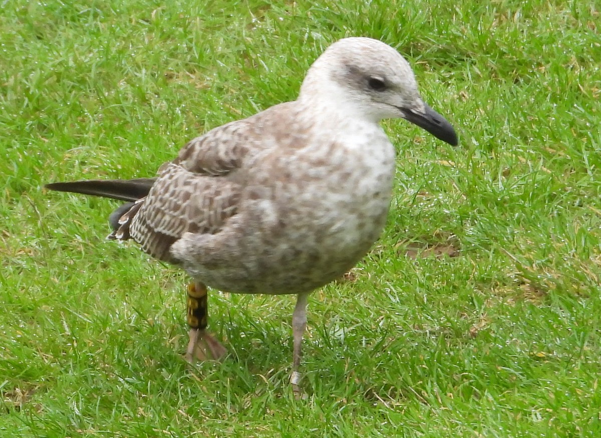 gull sp. - ML624514606