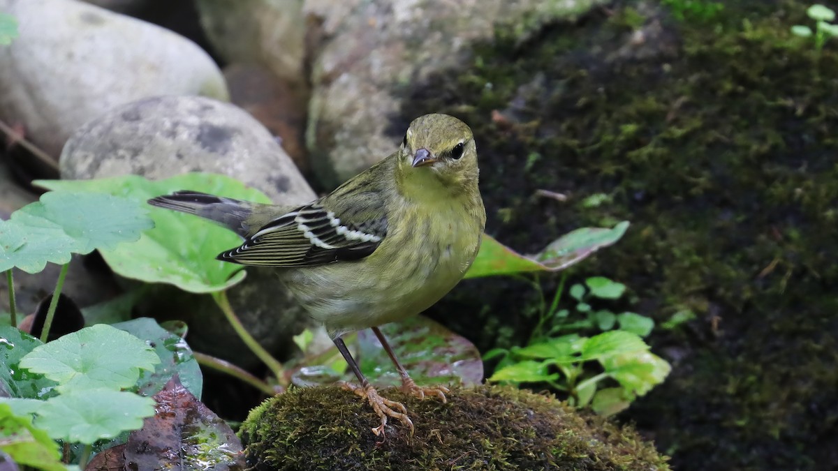 Blackpoll Warbler - ML624514607