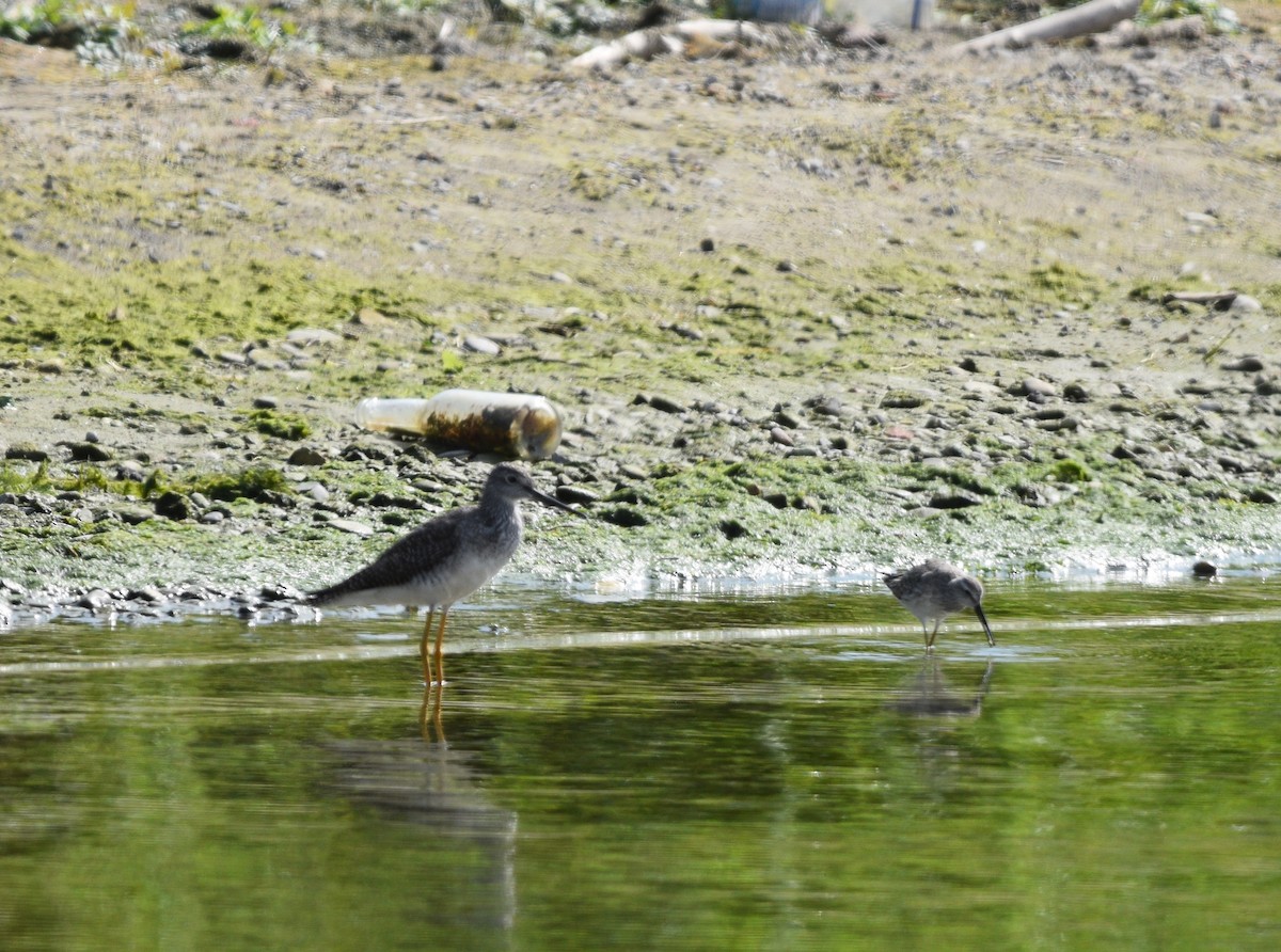 Stilt Sandpiper - ML624514608