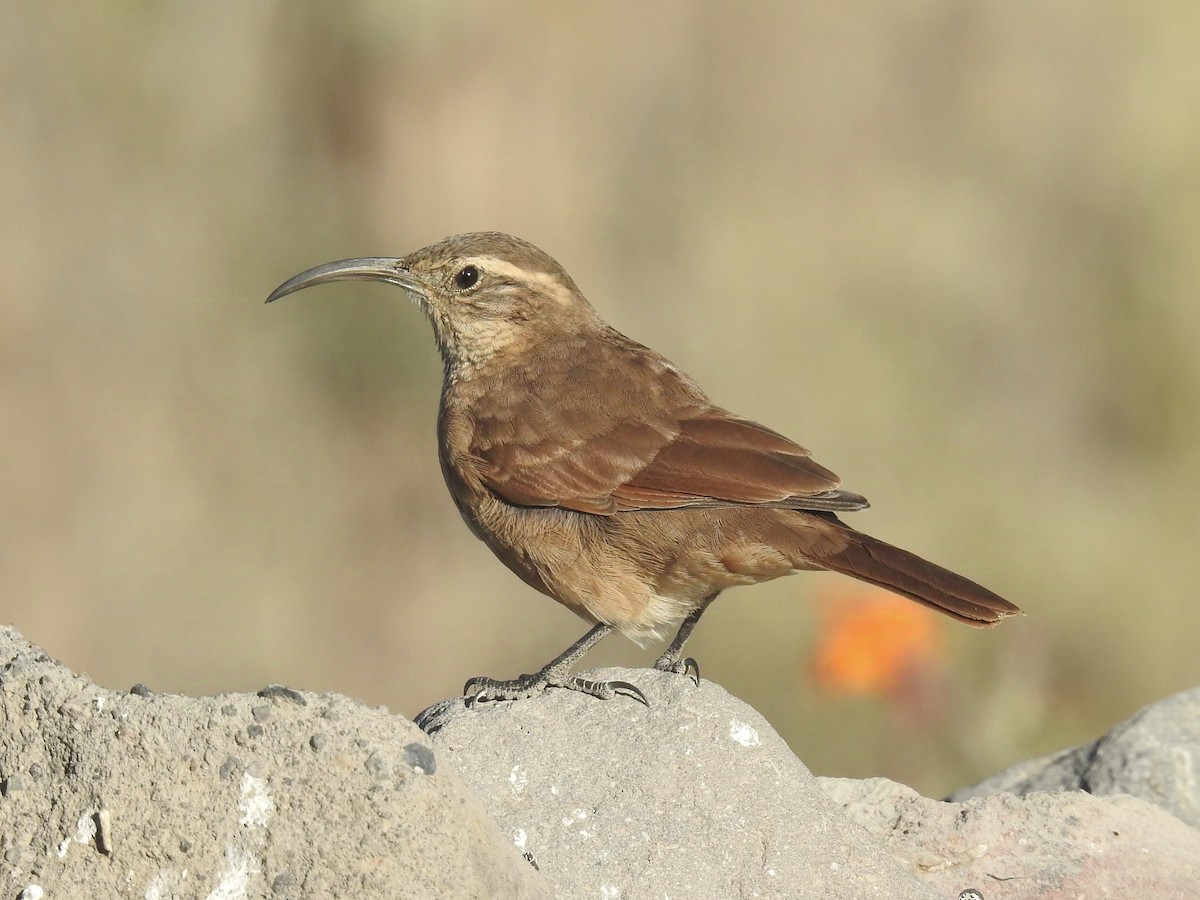 White-throated Earthcreeper - ML624514678