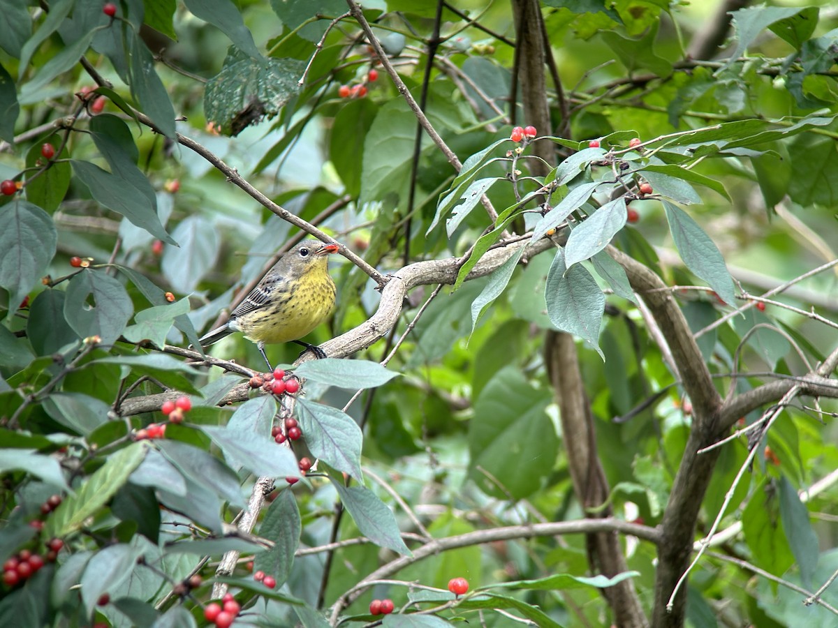 Kirtland's Warbler - ML624514748