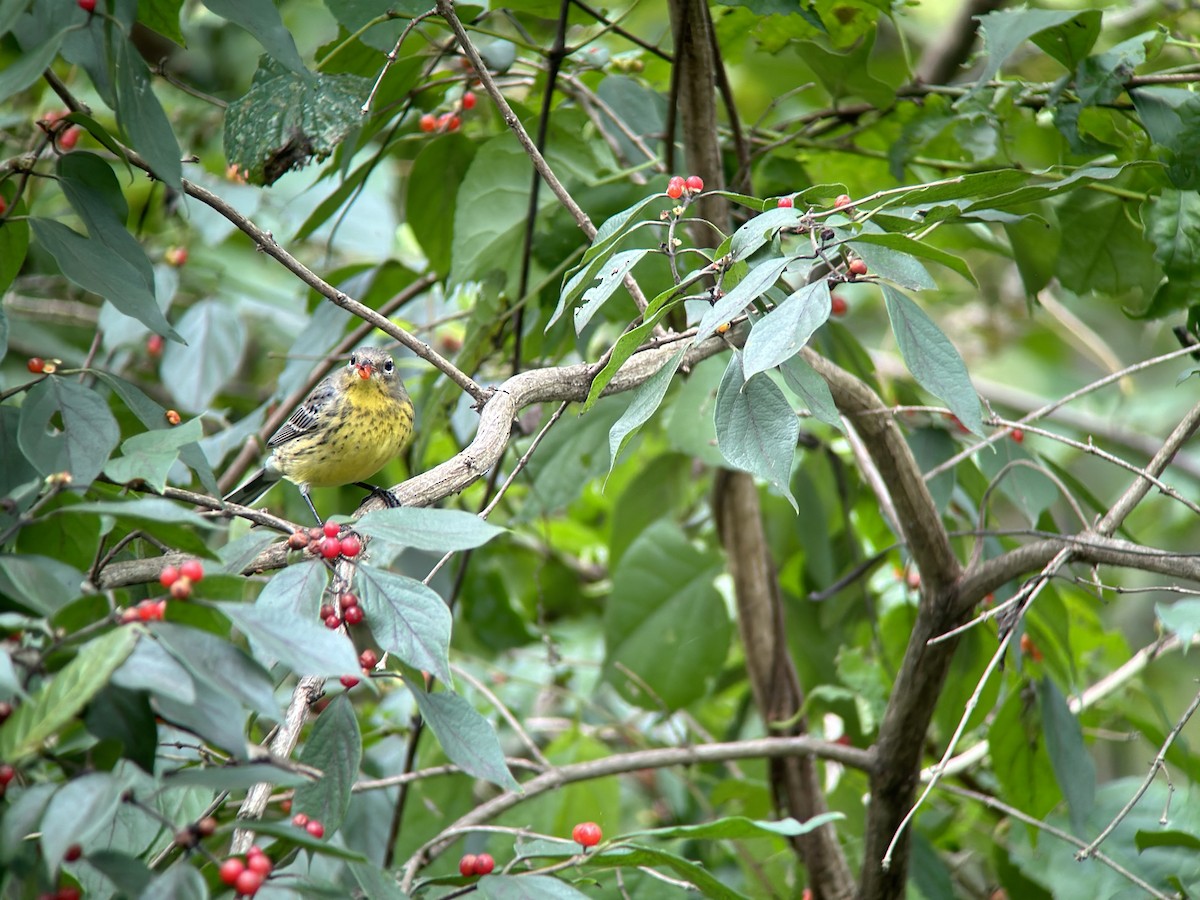 Kirtland's Warbler - ML624514749