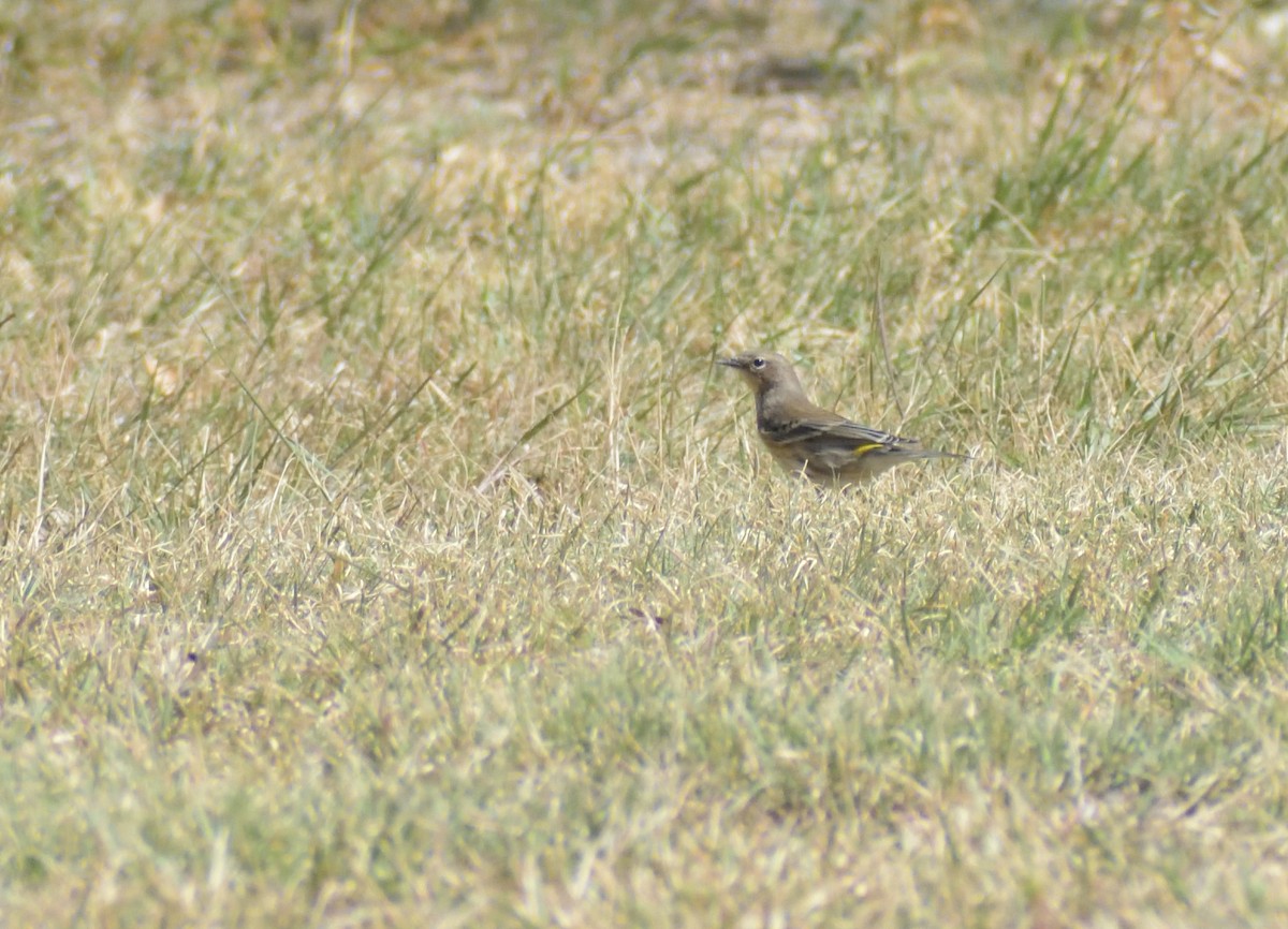 Yellow-rumped Warbler - ML624514811