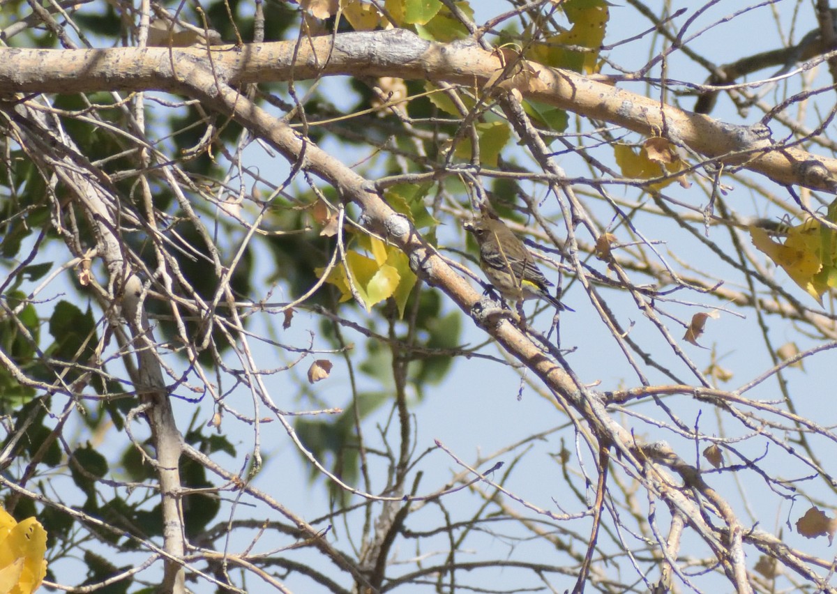 Yellow-rumped Warbler - ML624514812