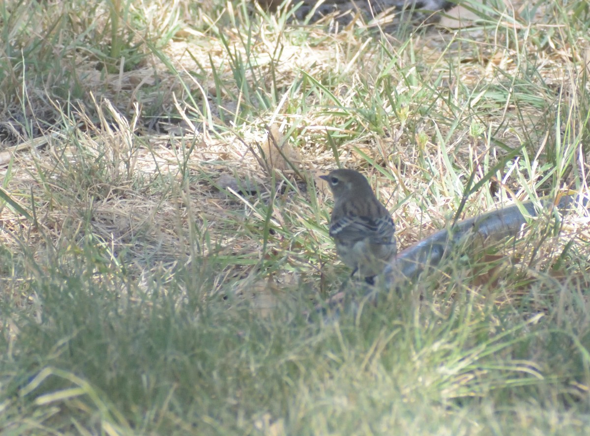 Yellow-rumped Warbler - ML624514813