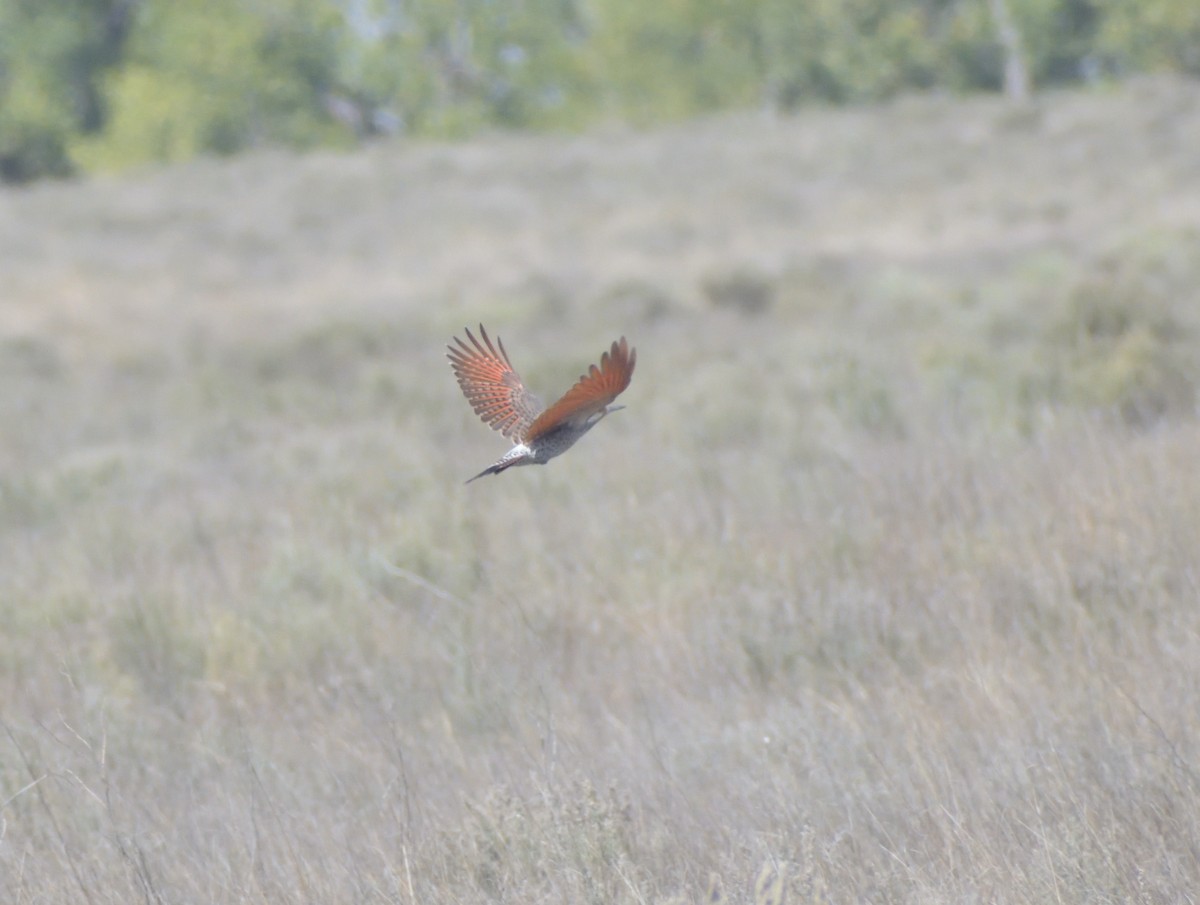 Northern Flicker - ML624514815