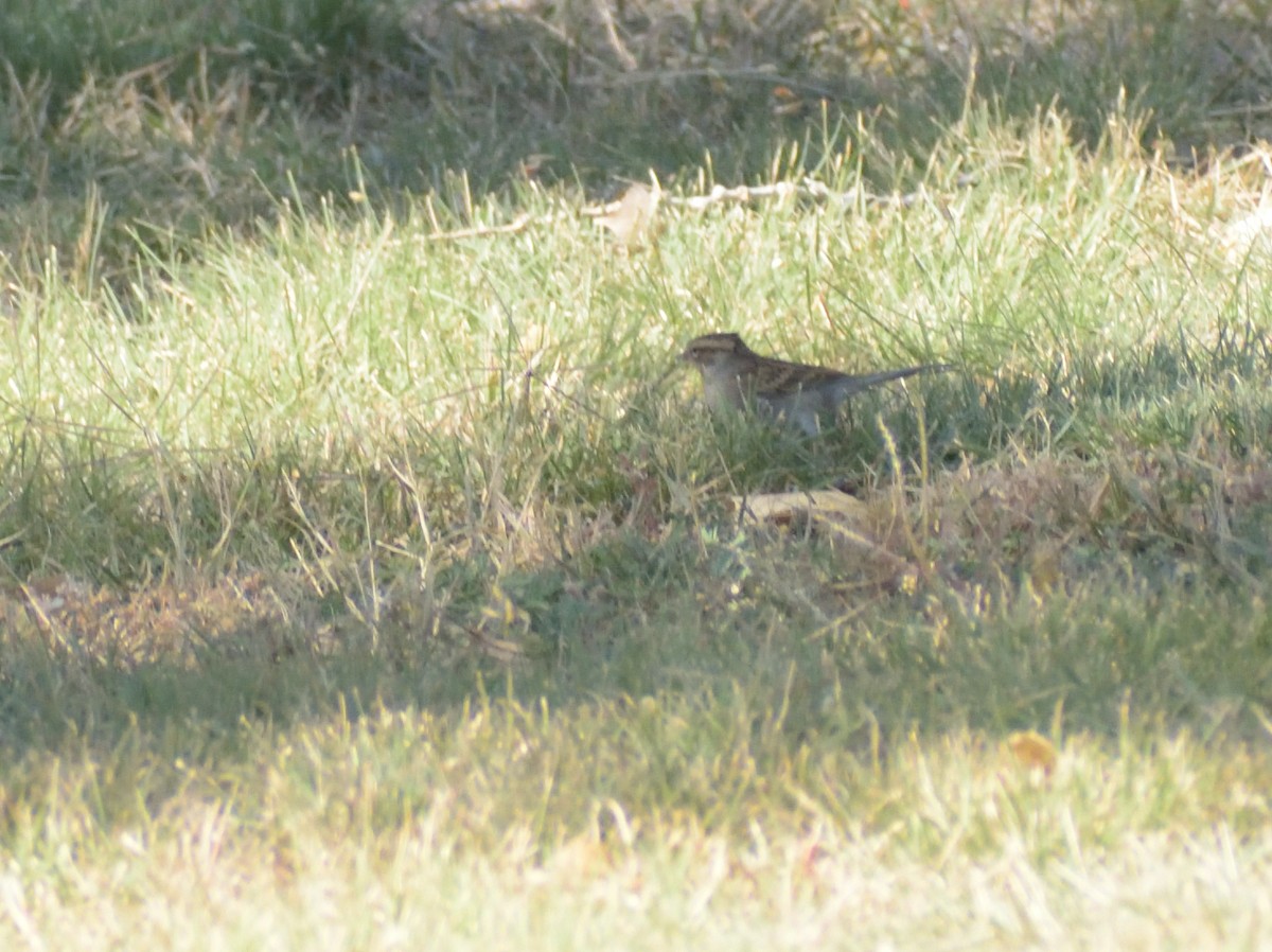 Chipping Sparrow - ML624514819