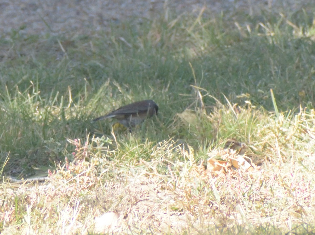 Dark-eyed Junco - ML624514821