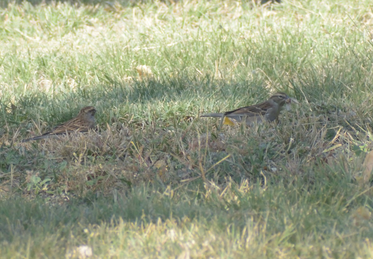Chipping Sparrow - ML624514823