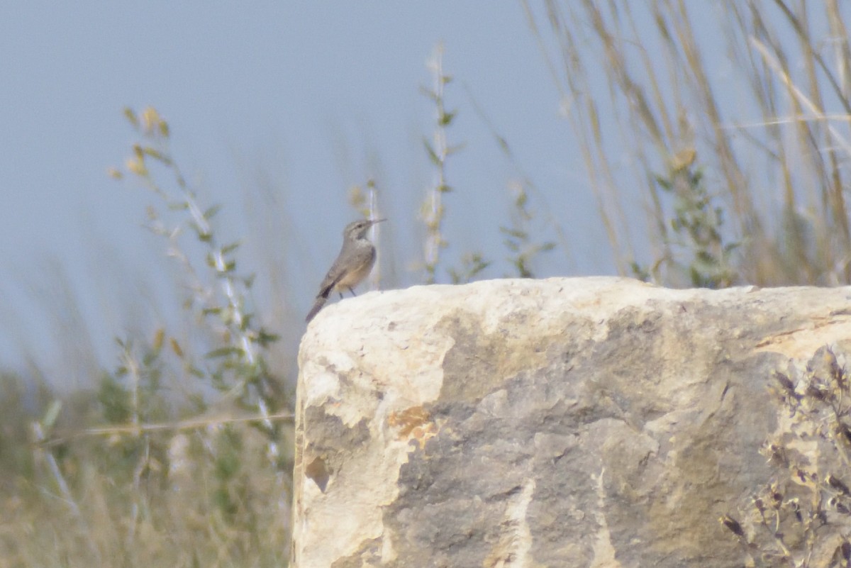 Rock Wren - ML624514826