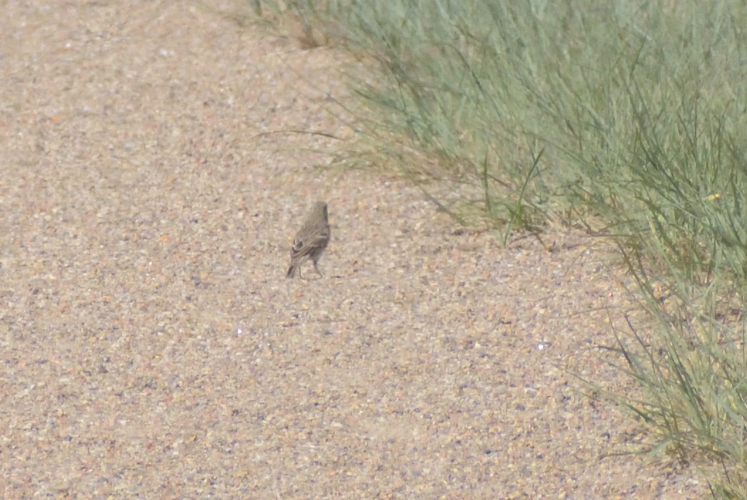 Vesper Sparrow - ML624514833