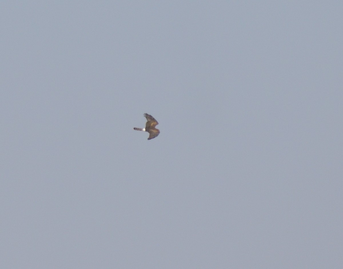 Northern Harrier - ML624514840