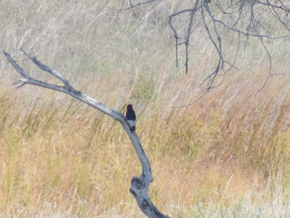 Red-headed Woodpecker - ML624514842