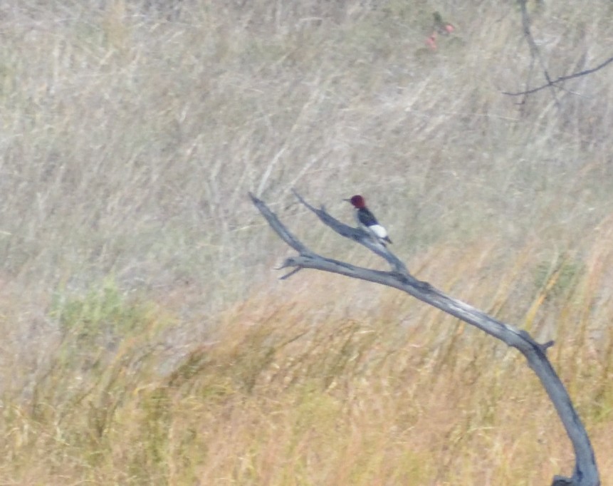 Red-headed Woodpecker - ML624514843