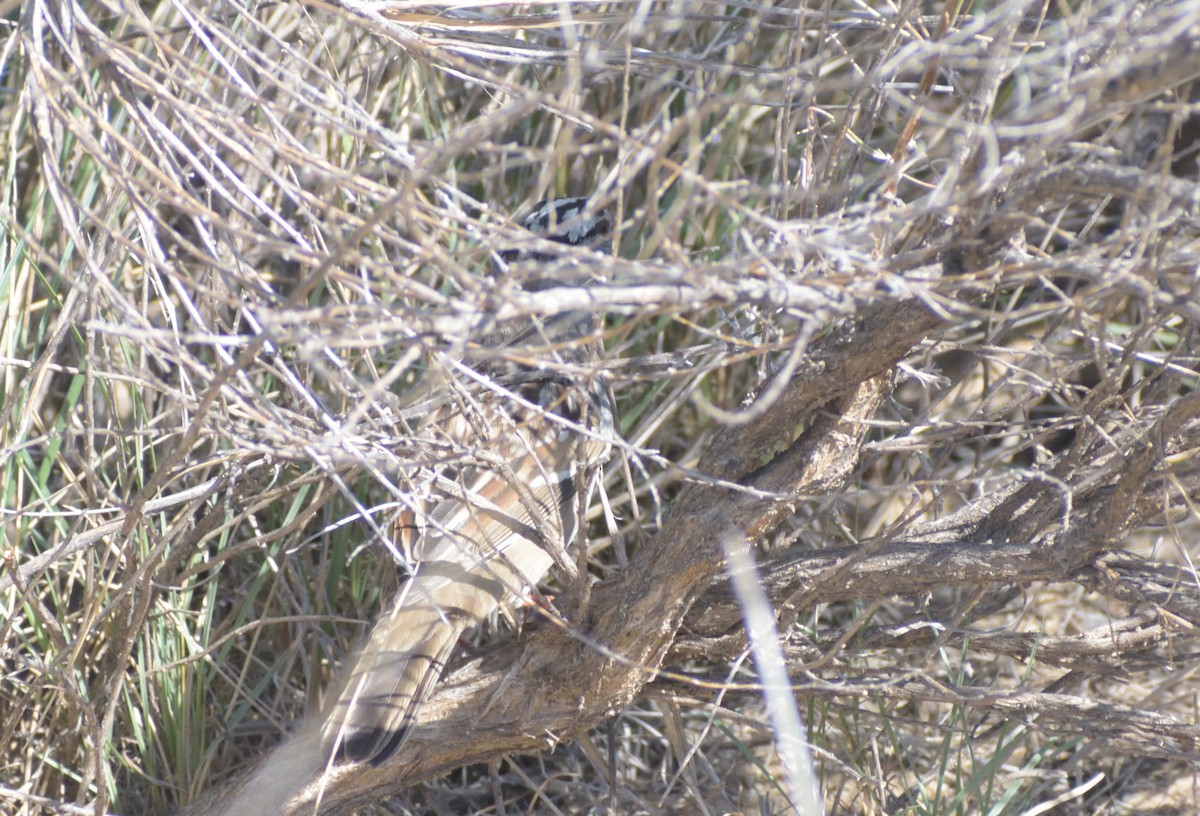 White-crowned Sparrow - ML624514849