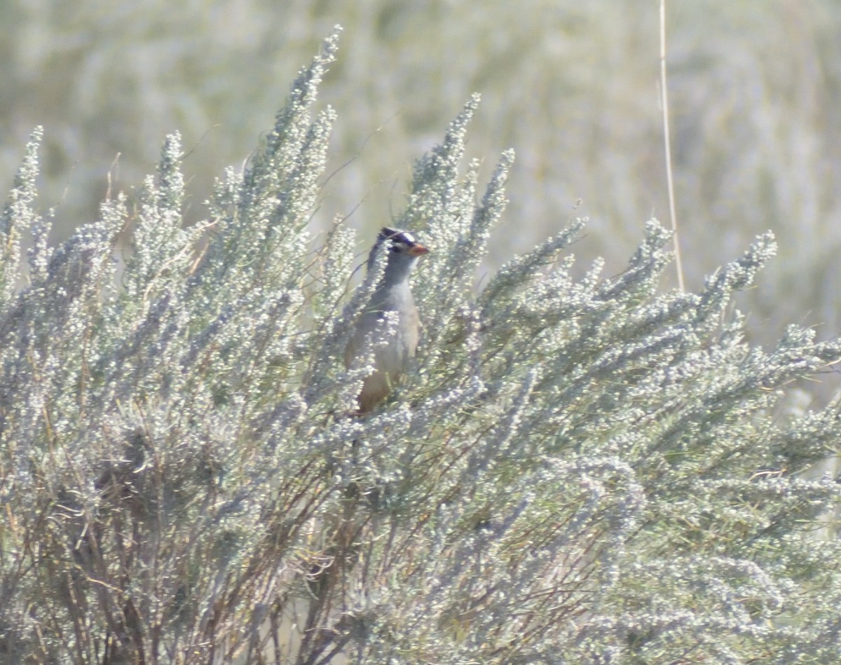 White-crowned Sparrow - ML624514851