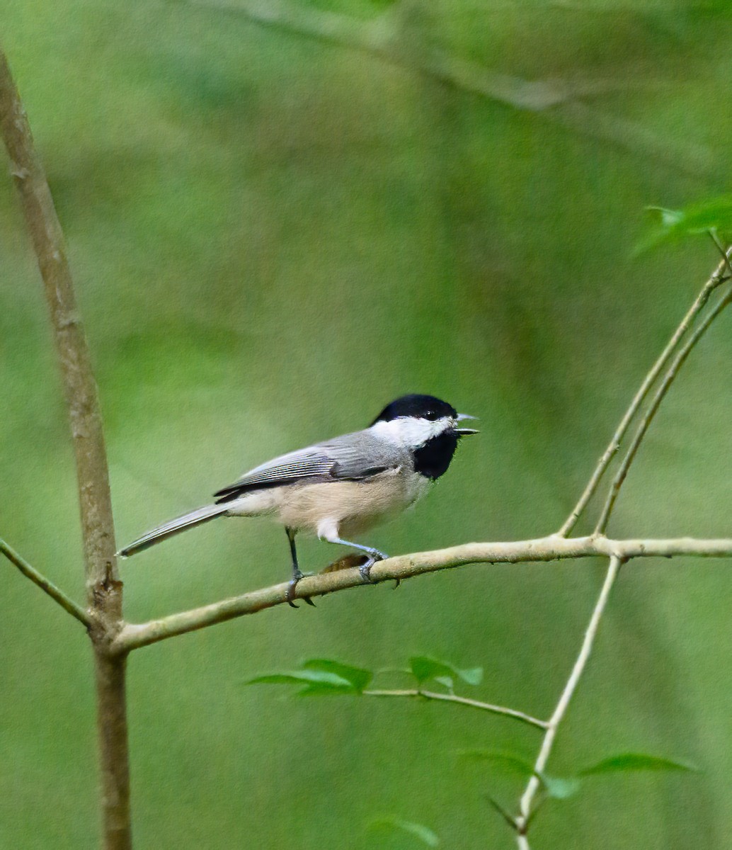 Carolina Chickadee - ML624514877