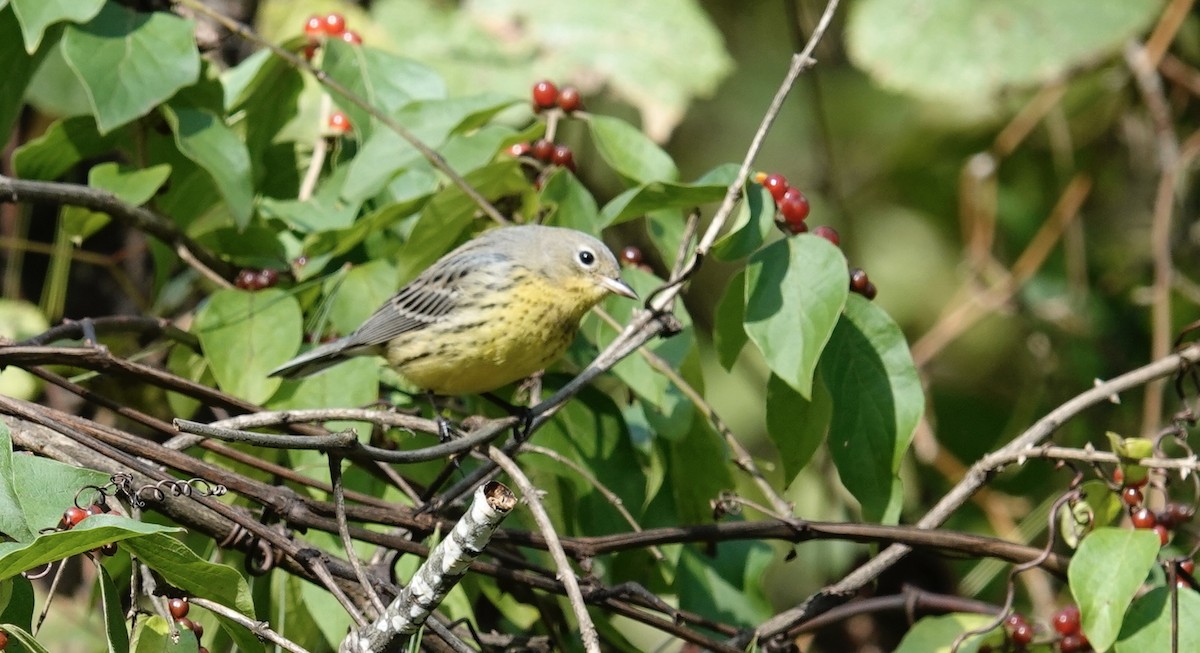 Kirtland's Warbler - ML624514899